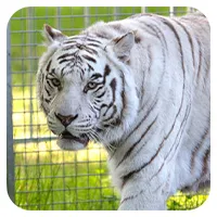 Weiße Tiger<br>ab 300,- €