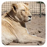 Löwen<br>ab 300,- €