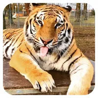 Sibirischer Tiger<br>ab 300,- €