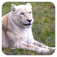 Weiße Löwen<br>ab 300,- €