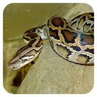 Braune Boa<br>ab 50,- €