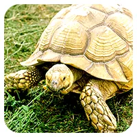 Galapagos-Schildkröte<br>ab 50,- €
