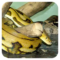 Gelbe Boa<br>ab 50,- €