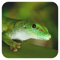 Gecko<br>ab 50,- €