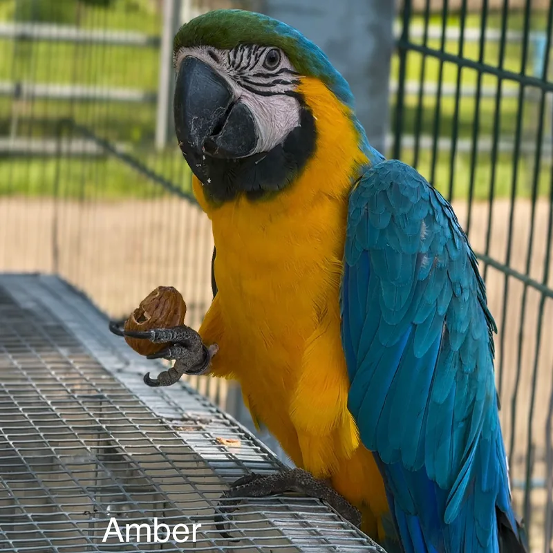 Amber<br>700,- €