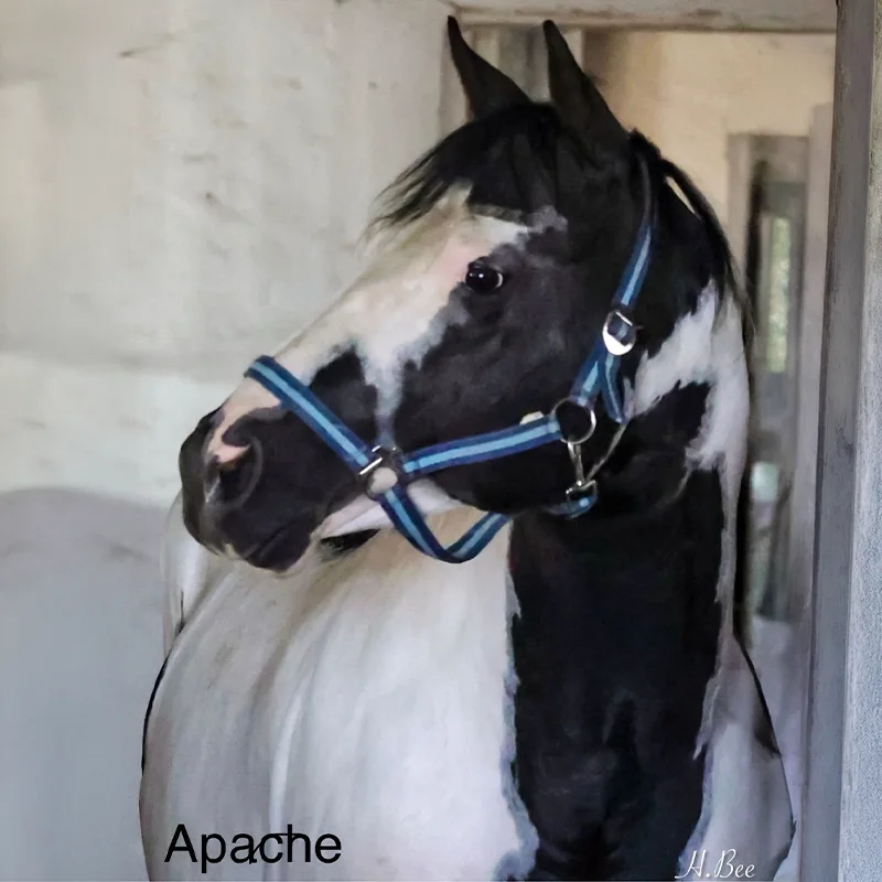 Apache<br>600,- €