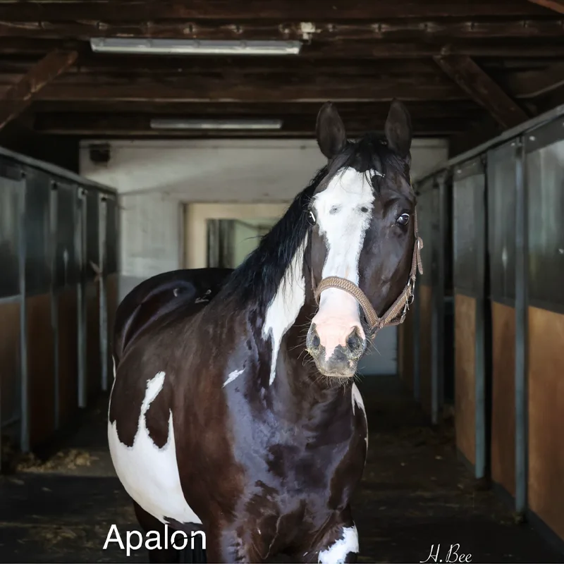 Apalon<br>600,- €