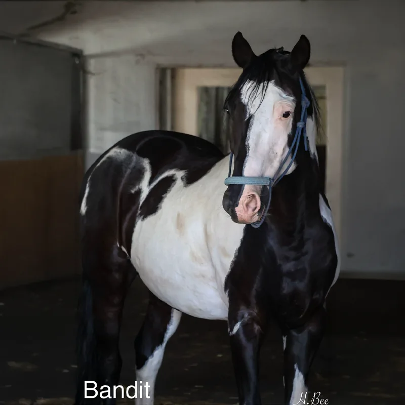 Bandit<br>600,- €