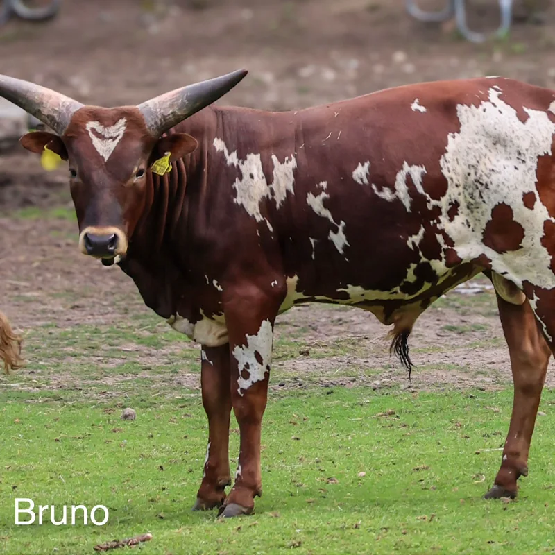 Bruno<br>450,- €