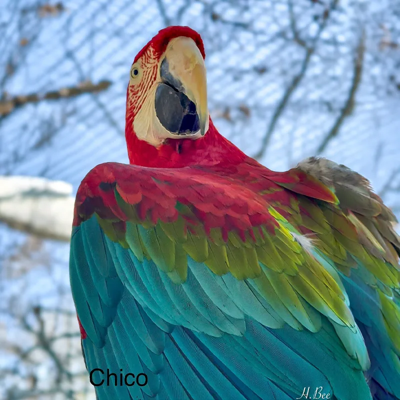 Chico<br>700,- €