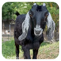 Dumbo<br>200,- € / Jahr