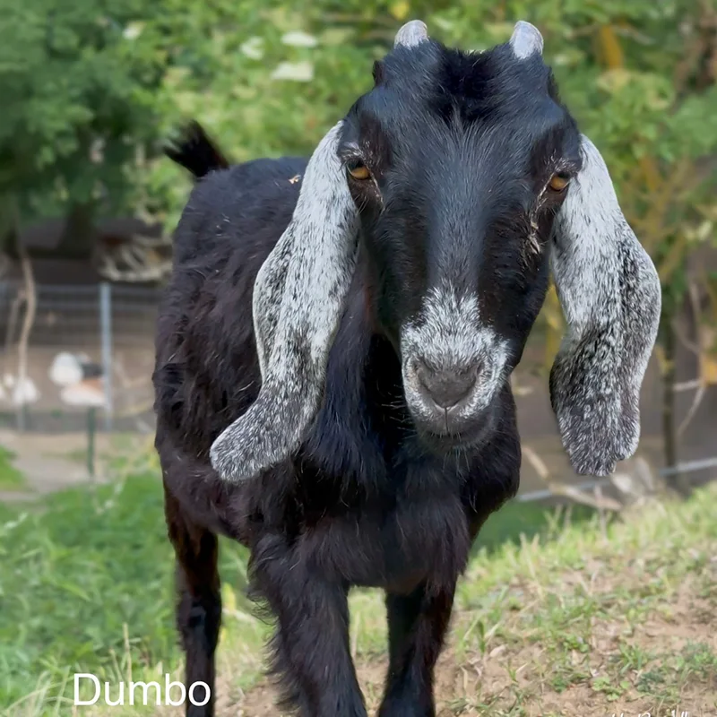 Dumbo<br>200,- €