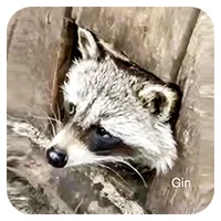 Gin<br>150,- € / Jahr