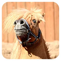 Günter<br>300,- € / Jahr