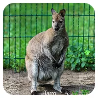 Harro<br>250,- € / Jahr