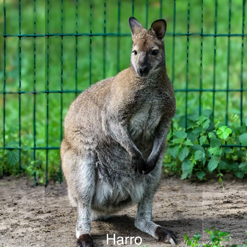 Harro<br>250,- €