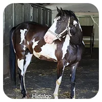 Hidalgo<br>600,- € / Jahr