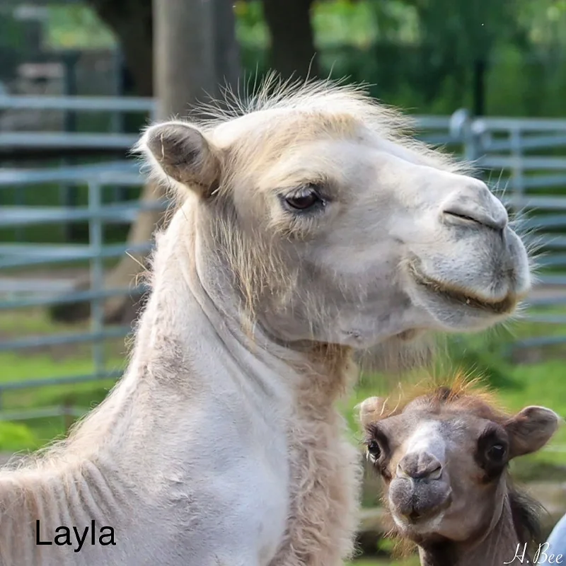 Leyla<br>600,- €