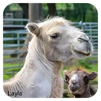 Leyla<br>600,- € / Jahr