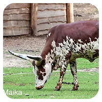 Maika<br>450,- € / Jahr