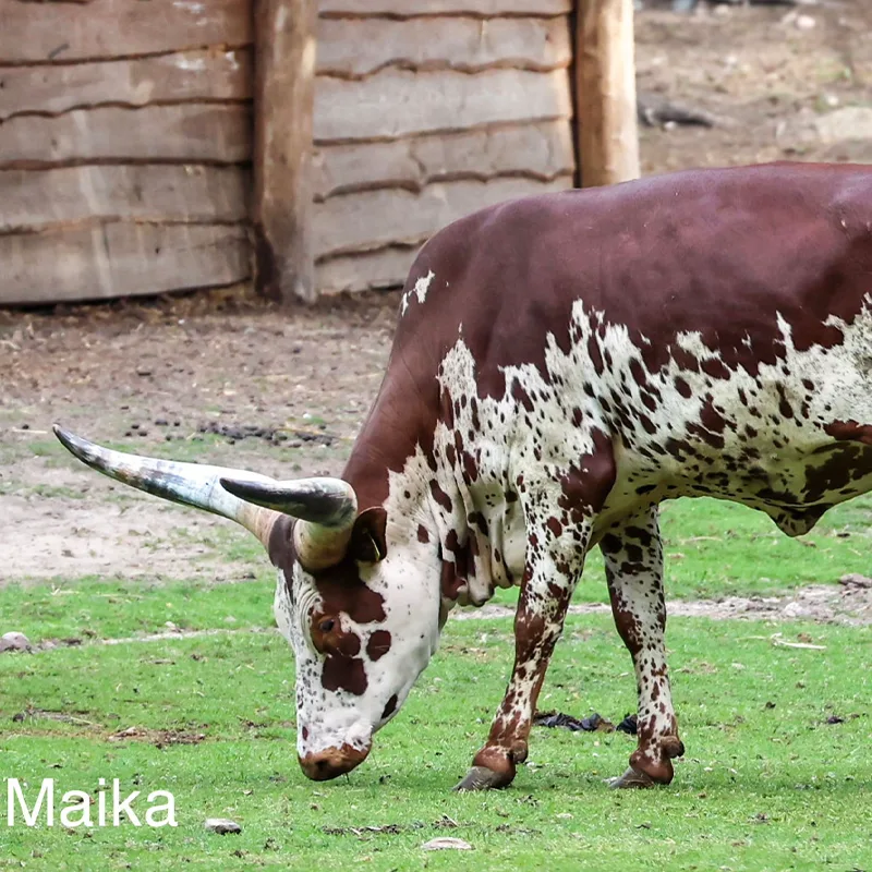 Maika<br>450,- €