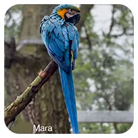 Mara<br>700,- € / Jahr