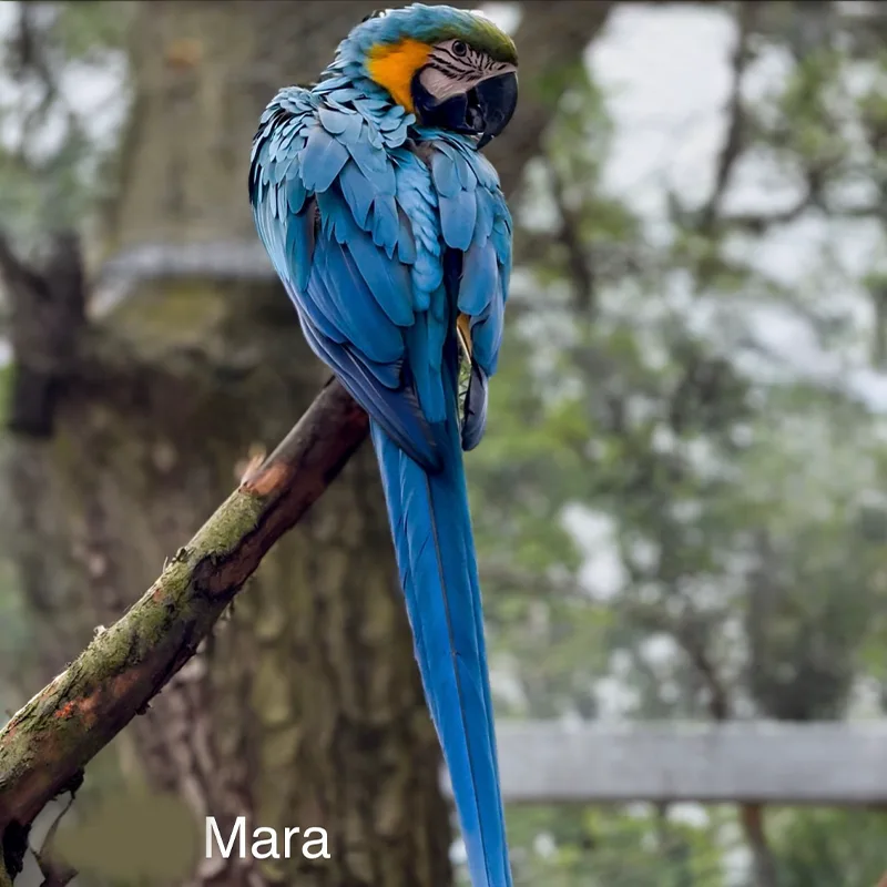 Mara<br>700,- €