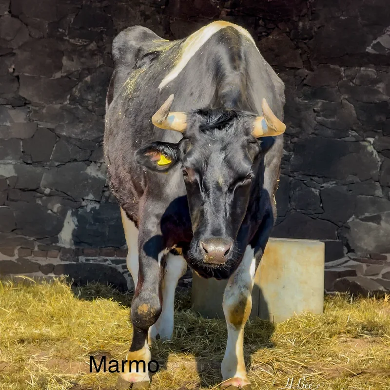 Marmo<br>450,- €