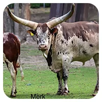 Merk<br>450,- € / Jahr