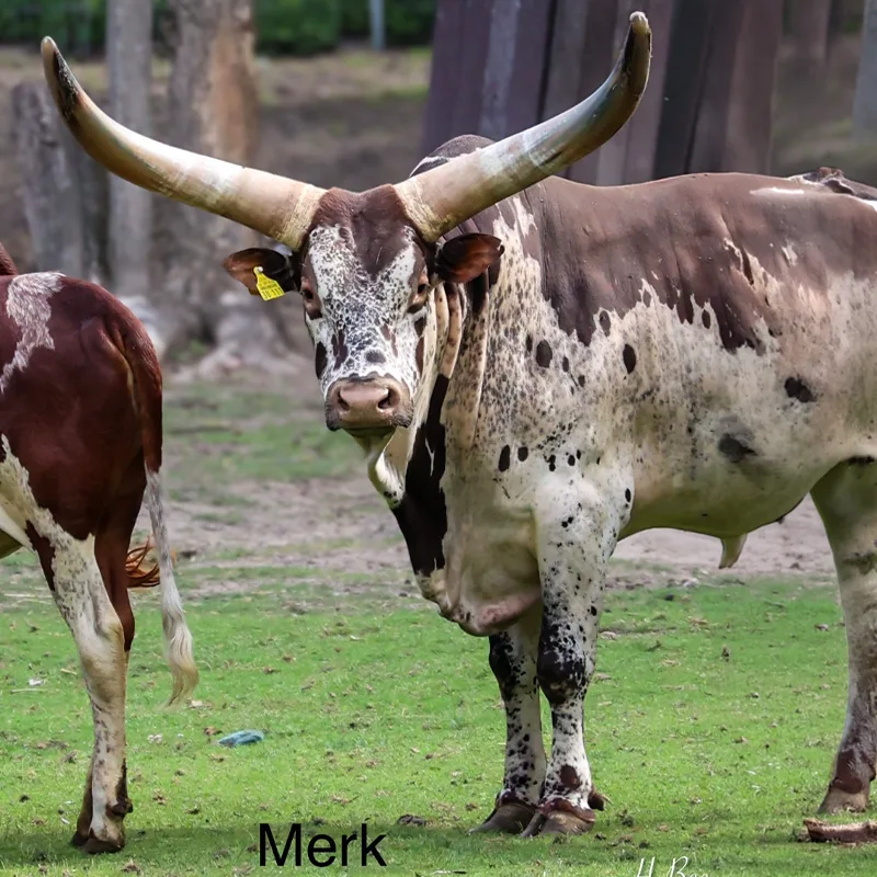 Merk<br>450,- €