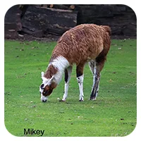 Mikey<br>600,- € / Jahr