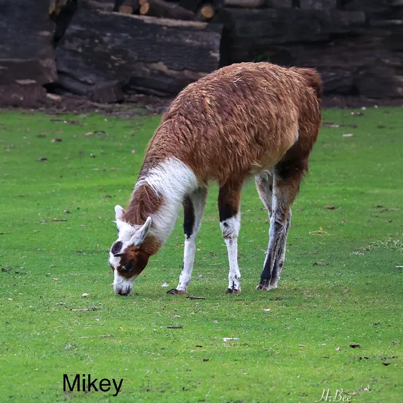 Mikey<br>600,- €