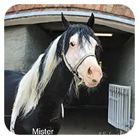 Mister<br>600,- € / Jahr