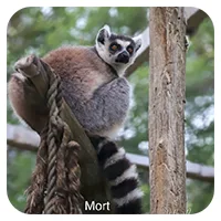 Mort<br>250,- € / Jahr