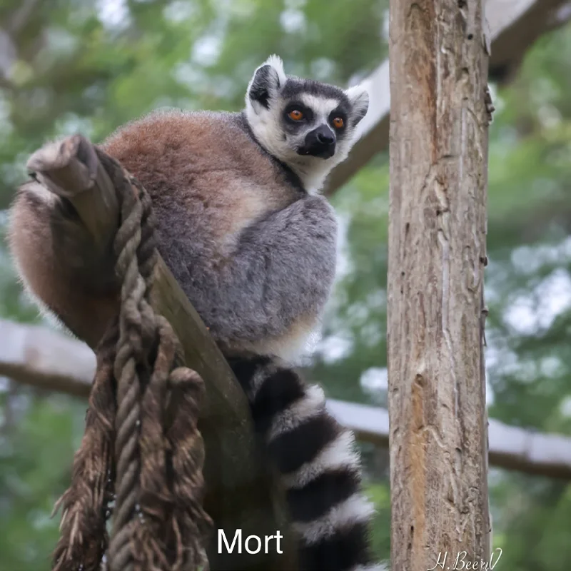 Mort<br>250,- €