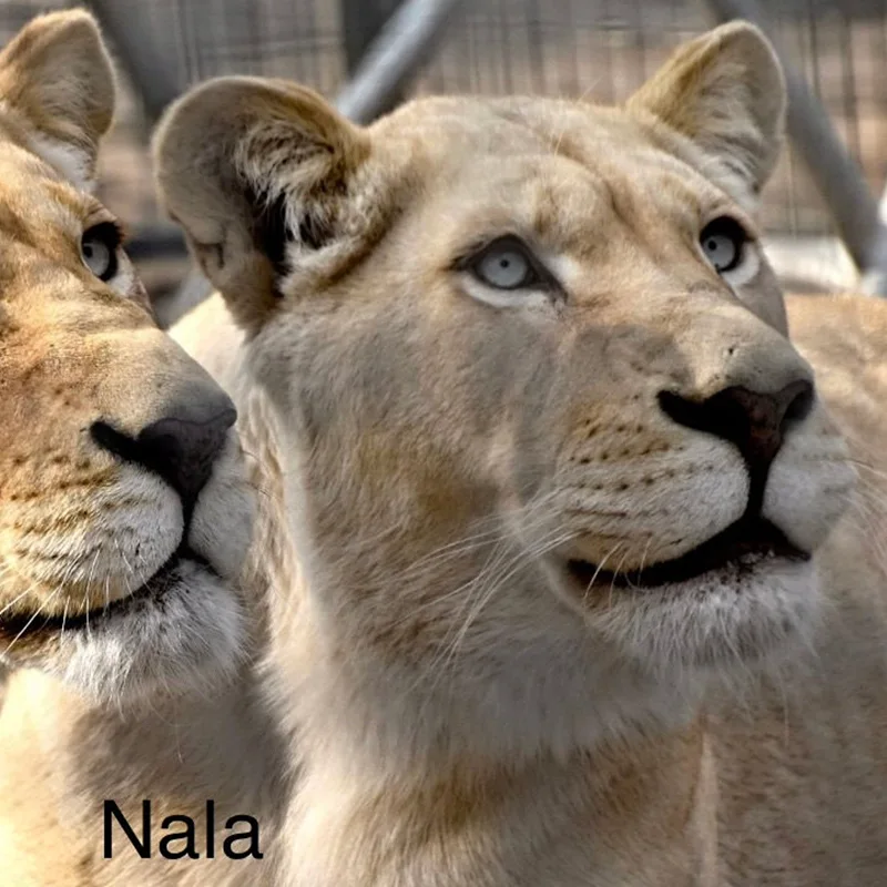 Nala<br>1200,- €