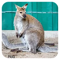 Roo<br>250,- € / Jahr