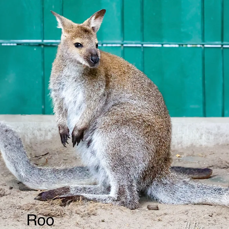 Roo<br>250,- €
