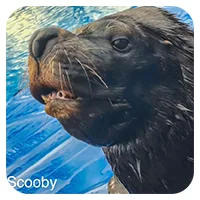 Scooby<br>1200,- € / Jahr