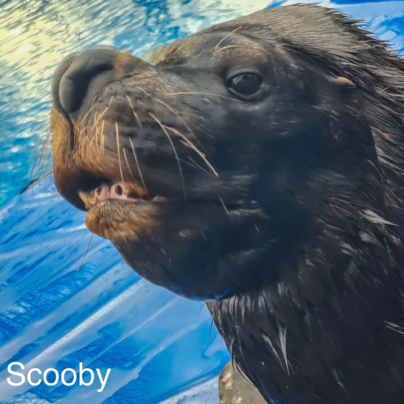 Scooby<br>1200,- €