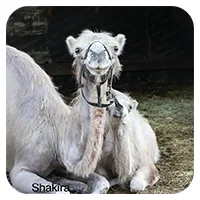 Shakira<br>600,- € / Jahr