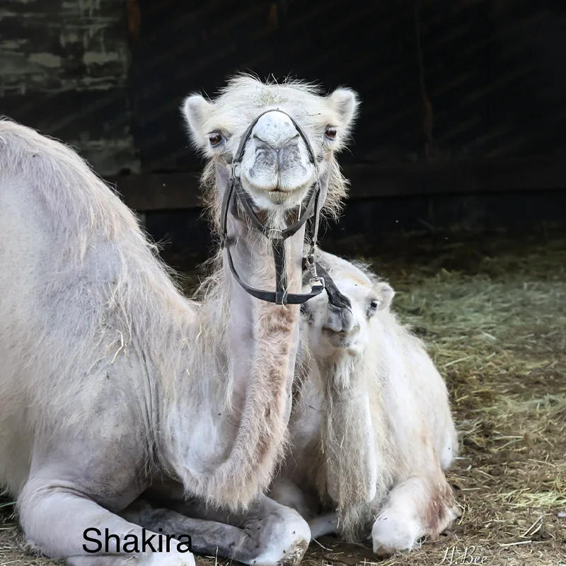Shakira<br>600,- €