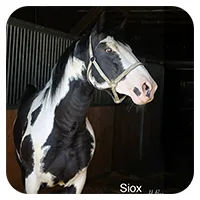 Siox<br>600,- € / Jahr