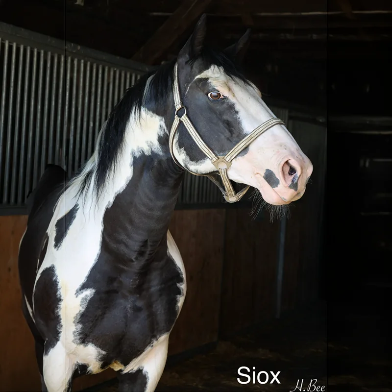 Siox<br>600,- €