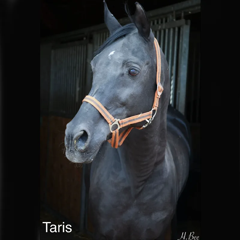 Taris<br>600,- €