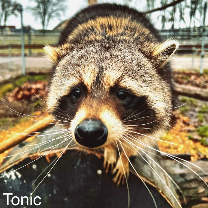 Tonic<br>150,- €