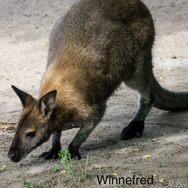 Winnefred<br>250,- €