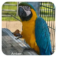 Amber<br>700,- € / Jahr