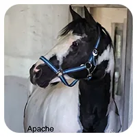 Apache<br>600,- € / Jahr