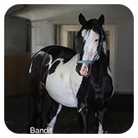 Bandit<br>600,- € / Jahr